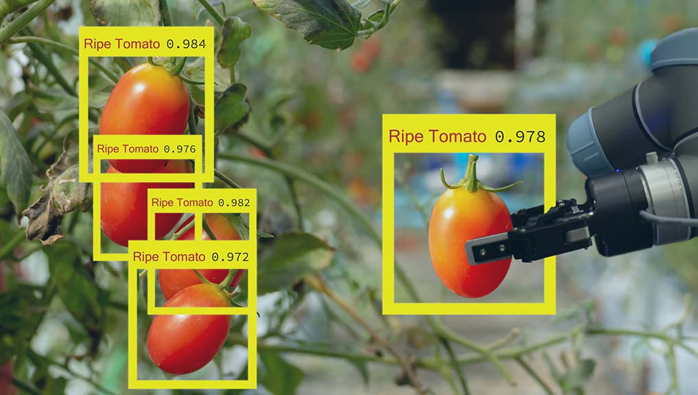 A robot with AI-vision technology identifying ripe tomatoes